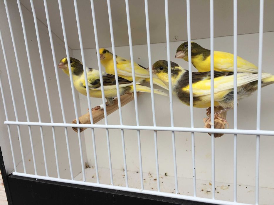 Cedencia de canários (arlequins e timbrados)