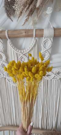 Suszki phalaris kwiaty do dekoracji wianka