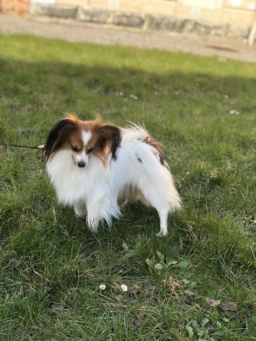 Папійон хлопчик ( папільон)