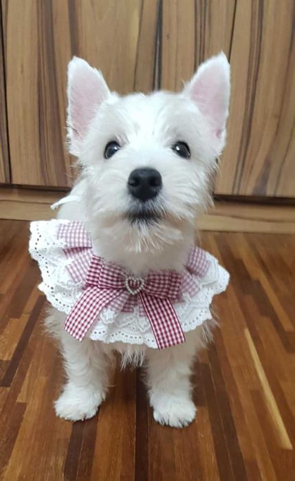 Suczka West Highland White Terrier