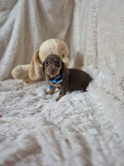 Teckel Kanichen Macho Chocolate Tan Criadora Registada PT3088FL