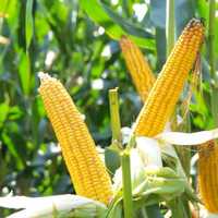 Nasiona kukurydzy ułan,wawel, konkurent, finezja, boryna - Smolice