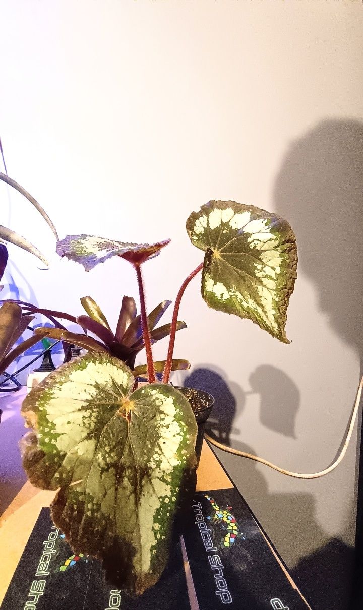 Begonia/rośliny do paludarium, terrarium, wiwarium