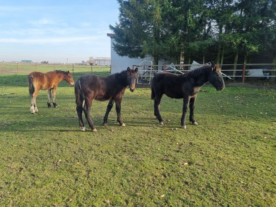 Konie zimnokrwiste, źrebaki, odsadki