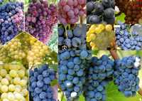Winogron - winorośl - winorośla - winogrona - sadzonki