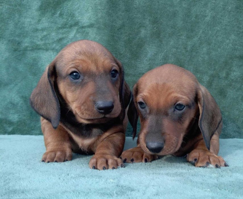 Jamnik standardowy krótkowłose szczenię szczeniaki FCI