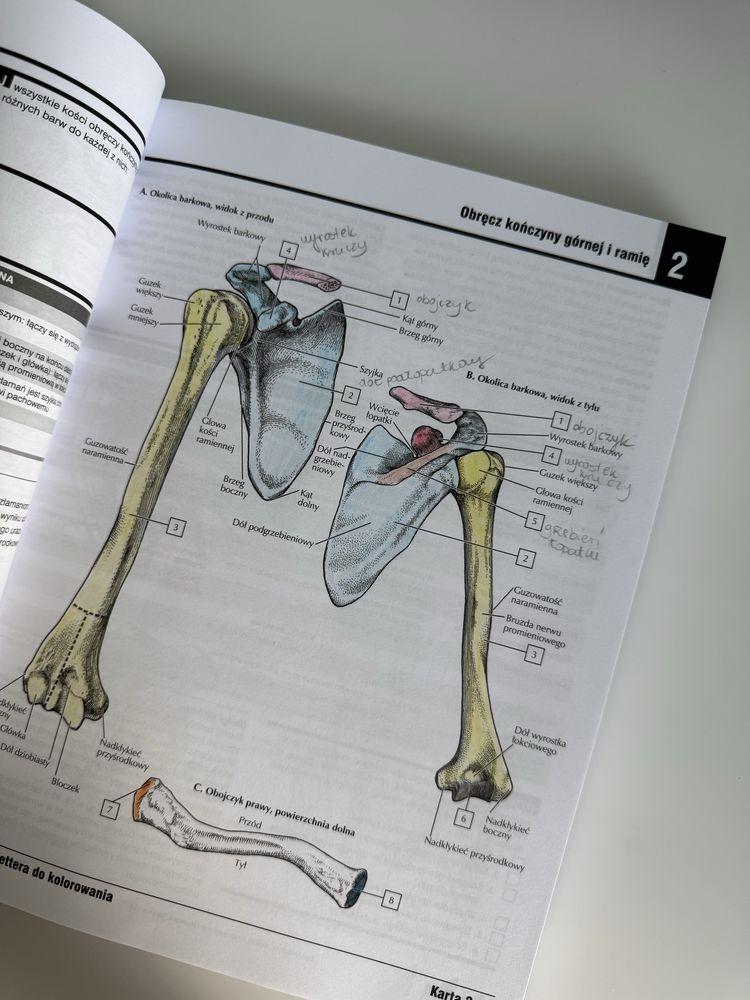 Atlas anatomiczny Nettera do kolorowania