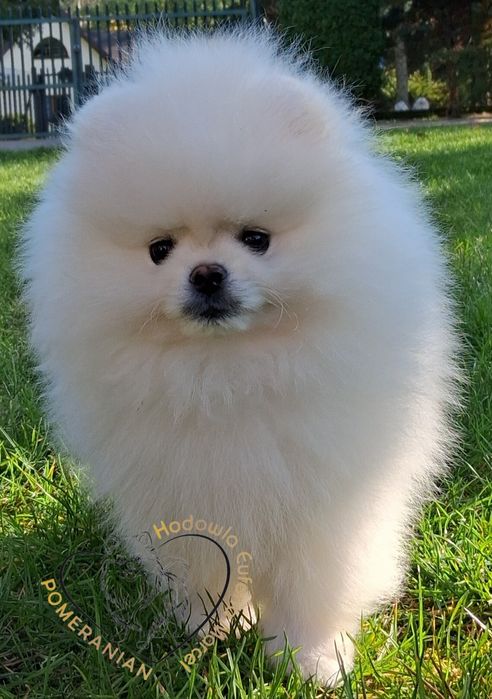Pomeranian szpic miniaturowy
