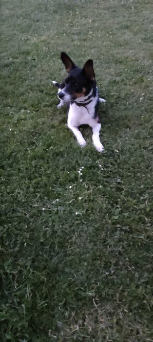 Oddam pieski pieska szczeniaki szczeniaka