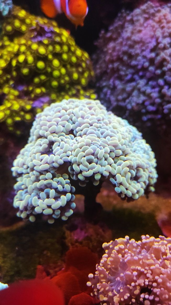 Euphyllia paraancora bicolor