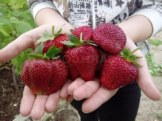 Свіжокопана та касетна розсада полуниці. Саженцы Клубники. Доставка