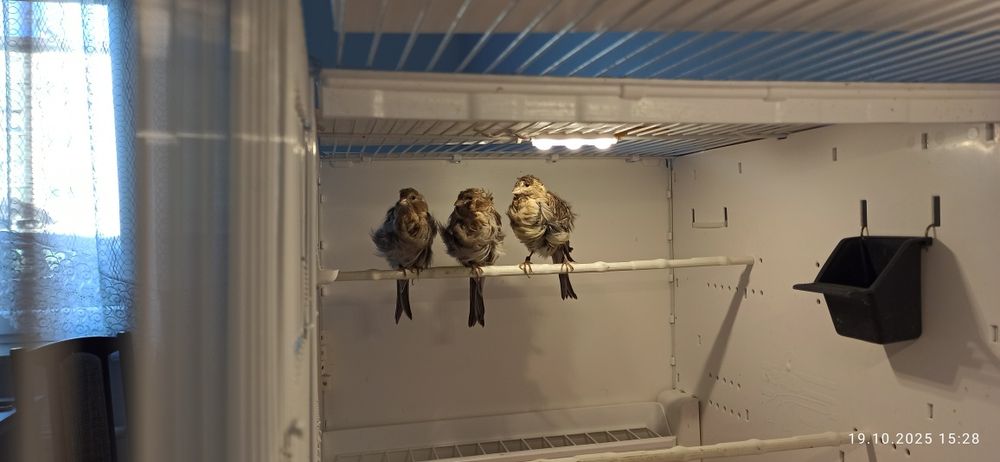 Kanarek kendeżawy Mehringer samiczka szafirowa