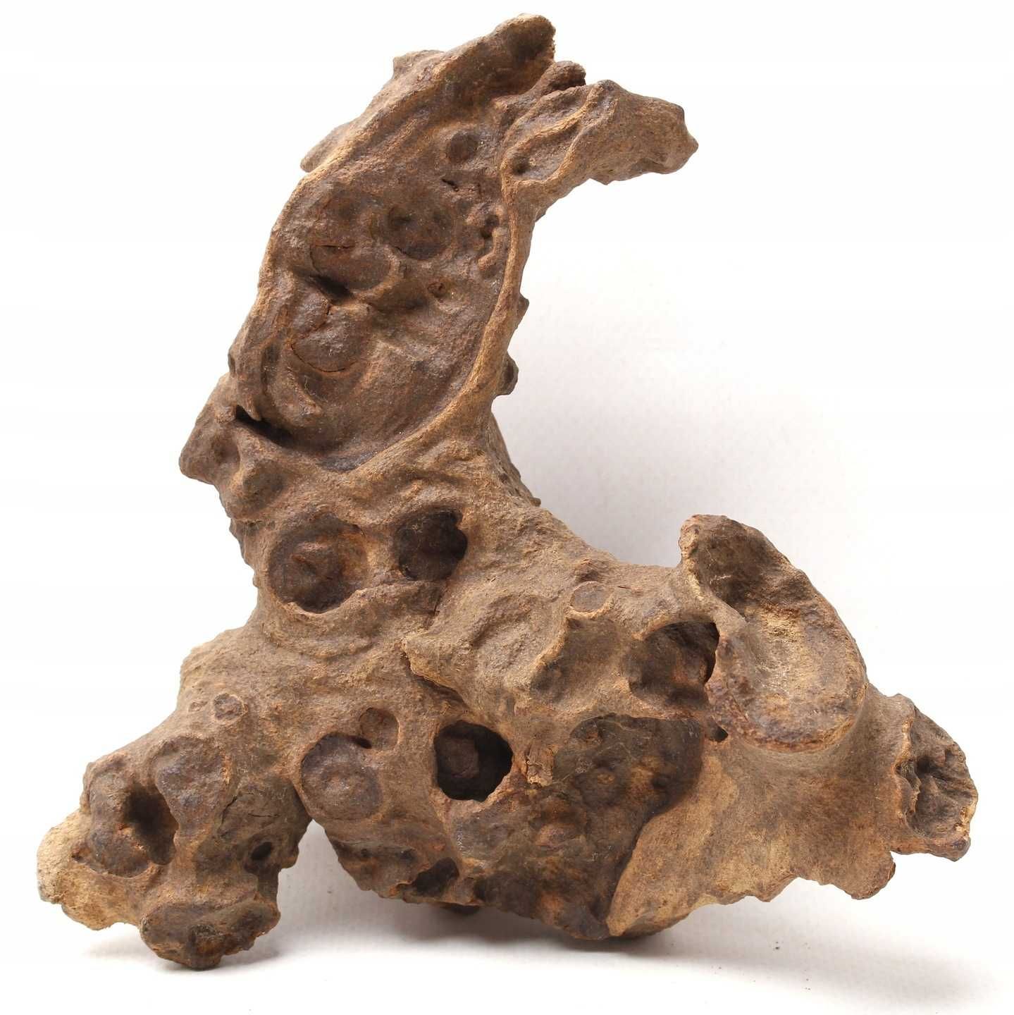 Naturalny Korzeń Iron korzeń afrykański 20-25cm do Akwarium Terrarium