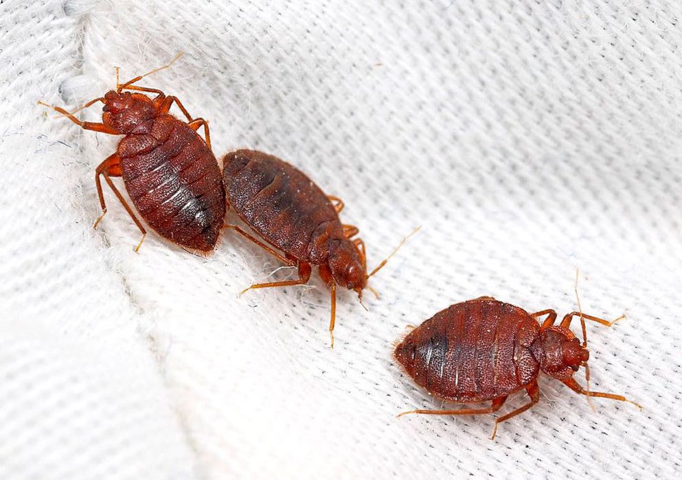 Травля тараканов , травля клопов , травля блох, тралвя ос, травля мух