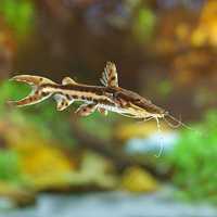 TSN - Pseudoplatystoma fasciatum 10-12cm - Catfish