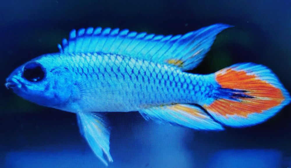 Apistogramma Agassiza BLUE  - Sklep Zoologiczny ALTUM