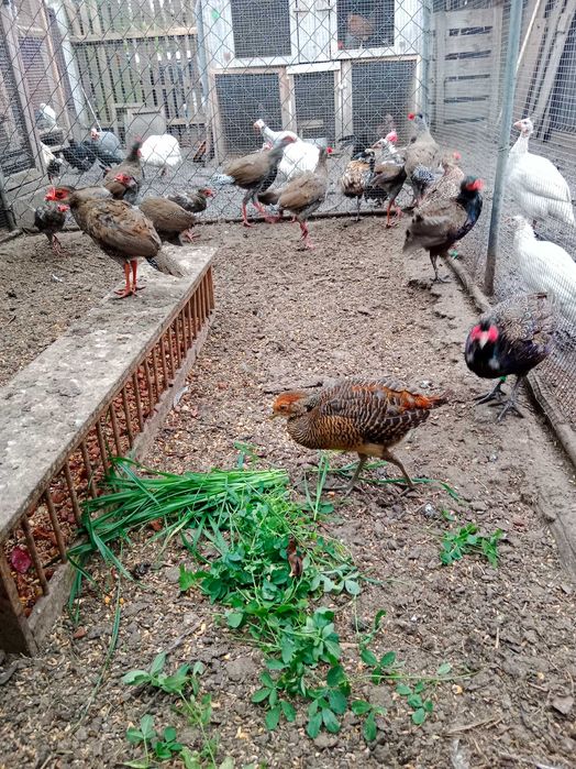 Sprzedam bażanty ozdobne