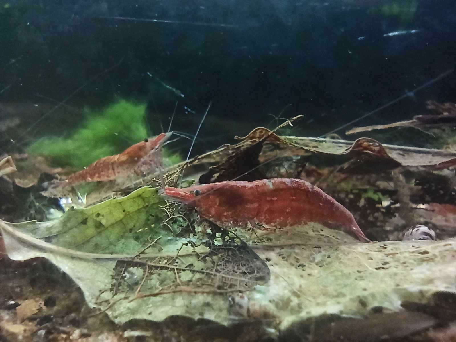 Krewetki Neocaridina pakiet 10 sztuk - WYSYŁKA!