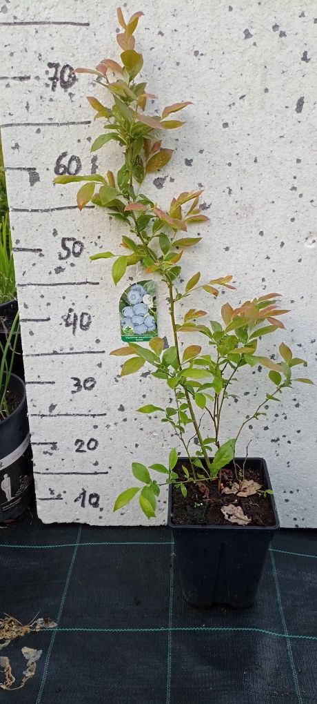 Sadzonki borówki amerykańskiej 3 letnia