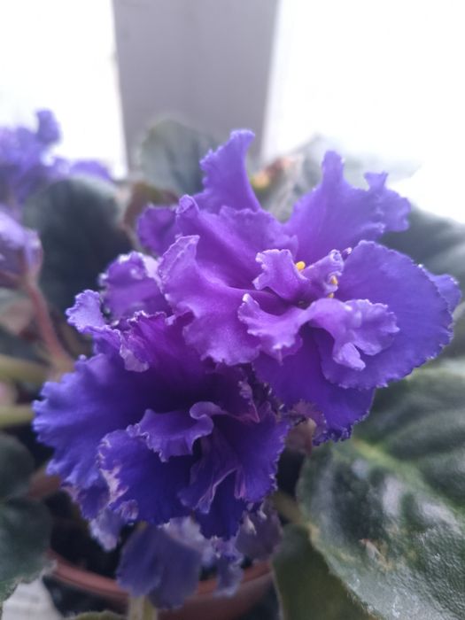 Пропоную обмін фіалочки, або лмсточки