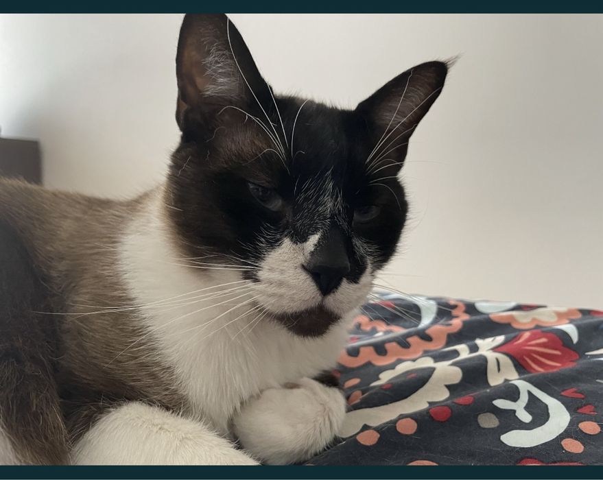 Gato para adopção