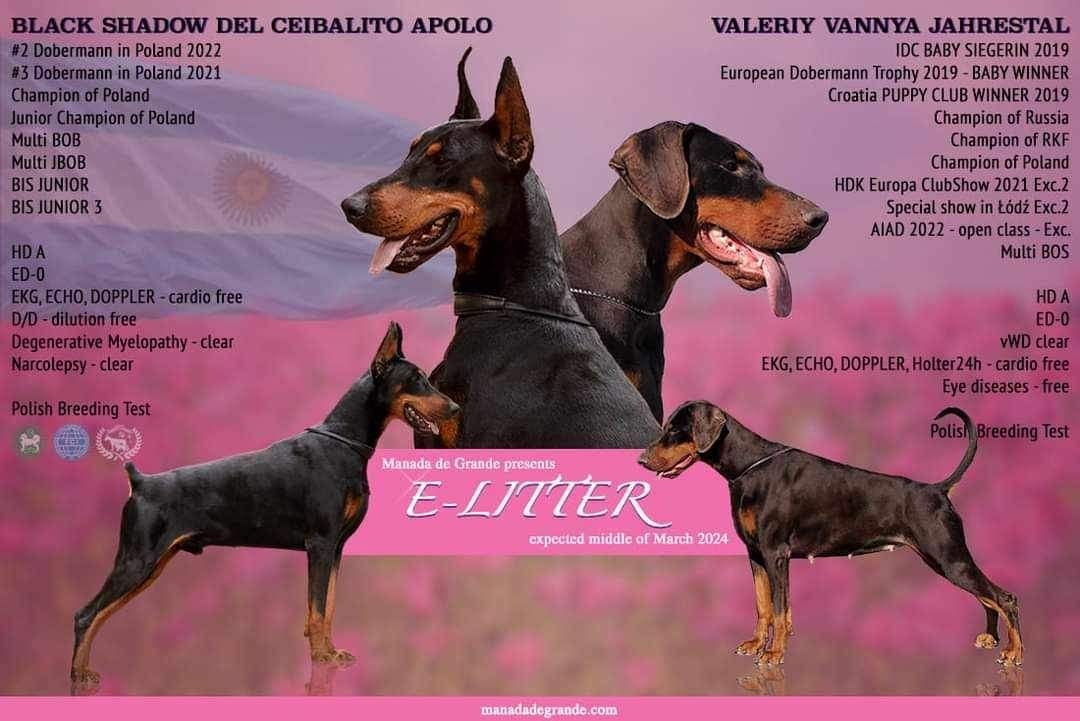 Doberman piesek z wyjątkowego skojarzenia ZKwP/FCI