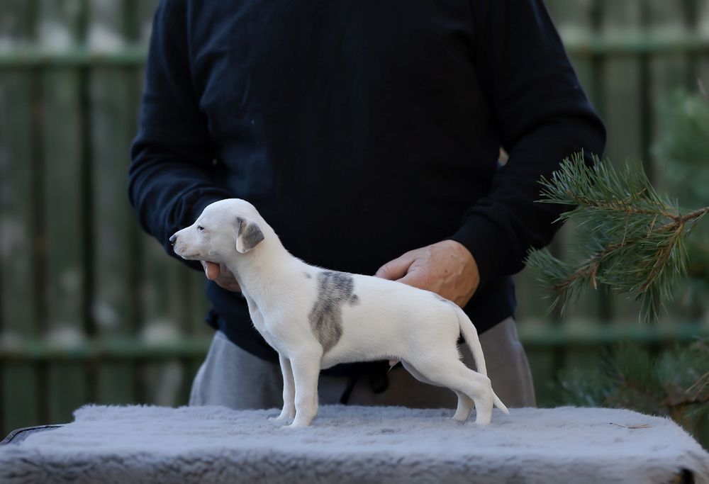 Chart Angielski Whippet