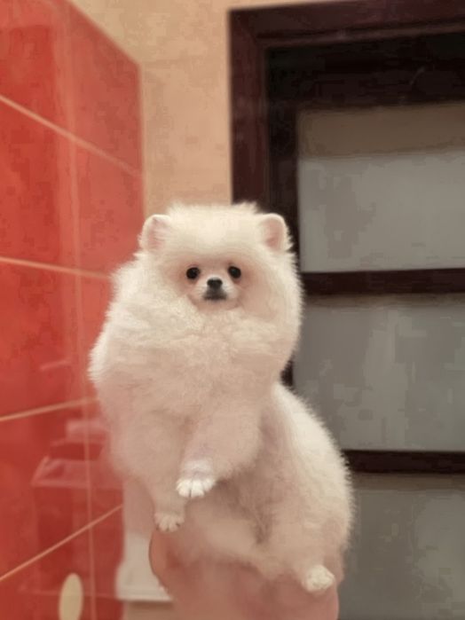 Malenki bialy piesek pomeranian FCI