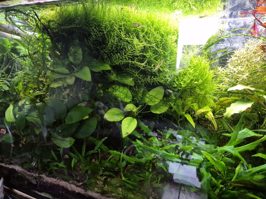 Anubias - roślina akwariowa