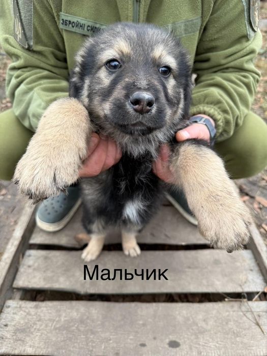 Отдам щенков-мальчиков