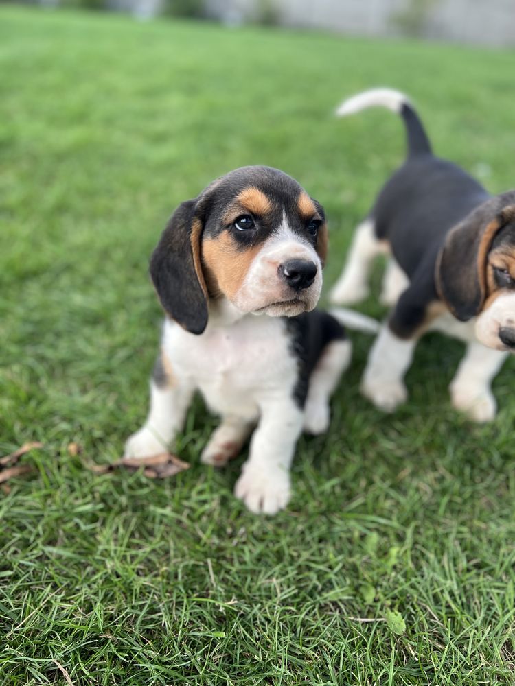 Beagle tricolor sprzedam