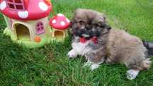 Pekińczyk Szczeniak  Nie Shih Tzu