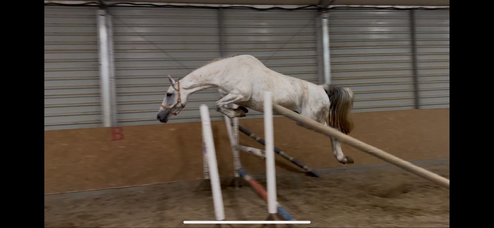 Klacz skokowa z olimpijskim rodowodem - rodzeństwo  na poziomie 150cm