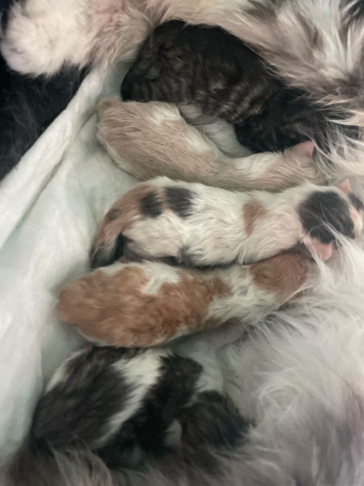 Котята новый помет