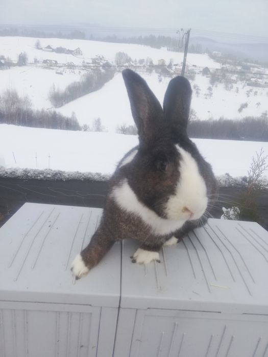 Sprzedam samiczke holenderska z 8 młodymi