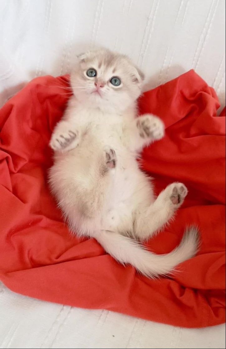 Ніжний хлопчик шотландска золота шиншила