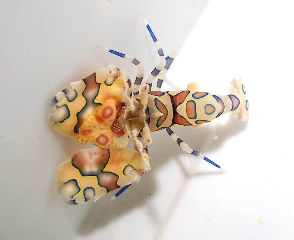 Hymanocera picta - krewetka - akwarium morskie