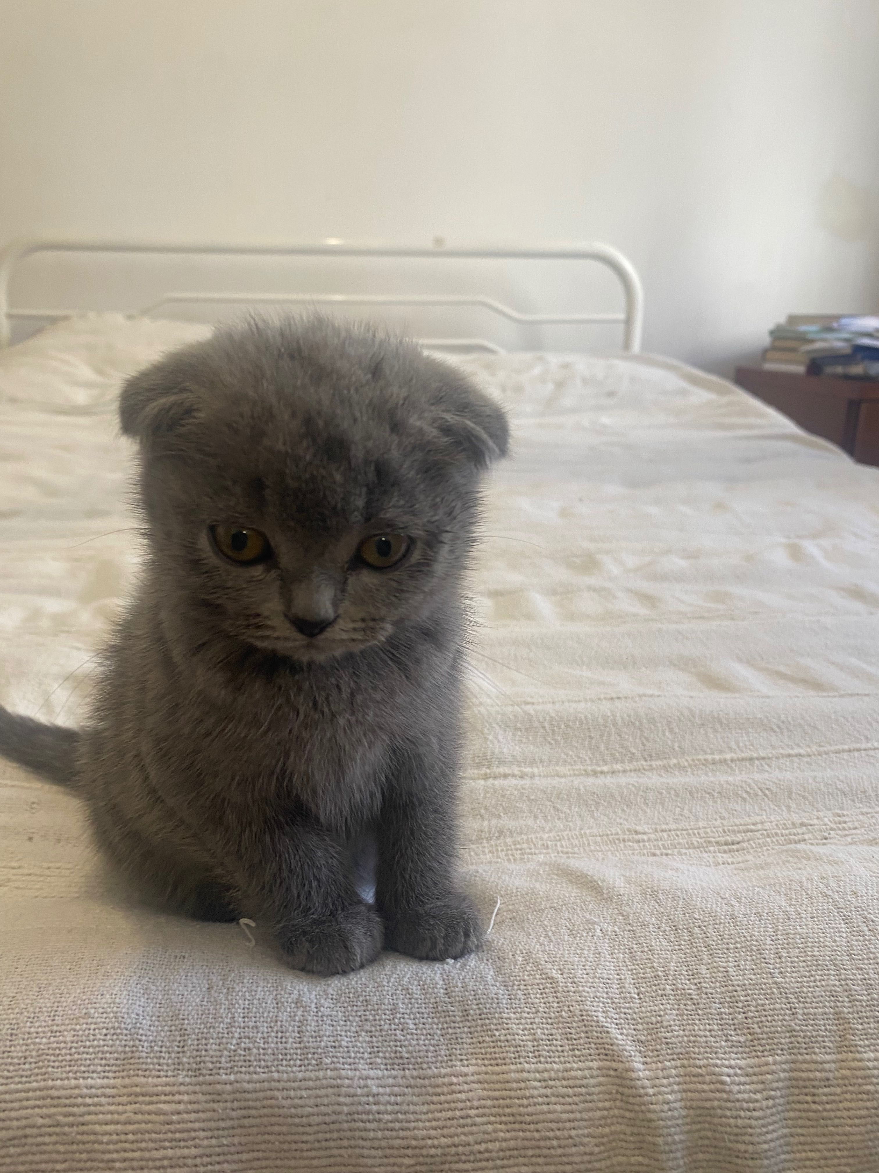 Scottish fold gatinha