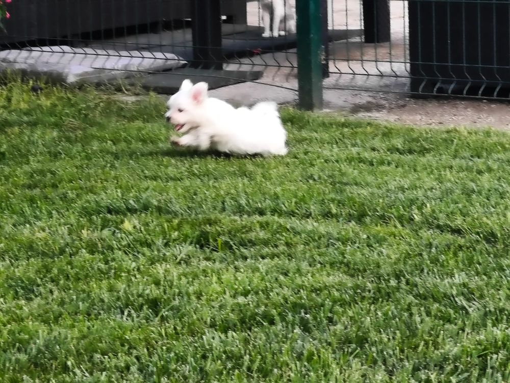 Bichon maltês fêmea
