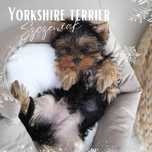 York terrier szczeniaczek