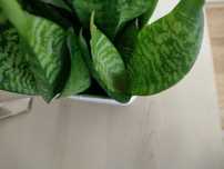 sansewiera green hahnii 3 sadzonki