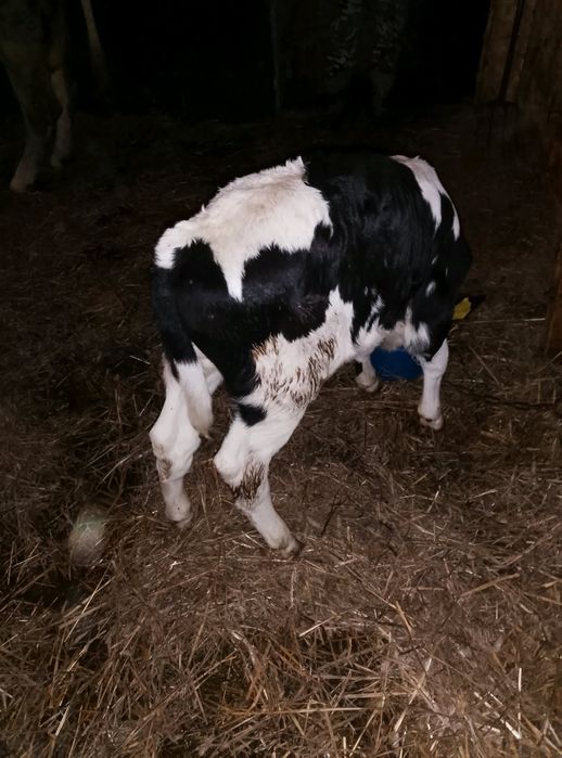 Jałoweczka do dalszego chowu