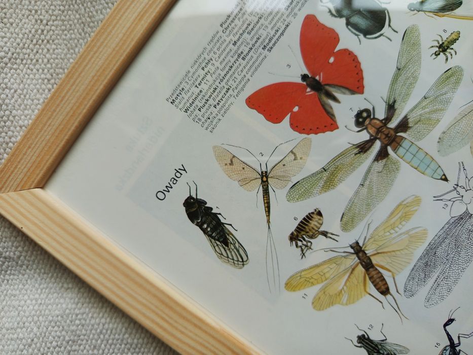 **„Historia w ilustracjach: retro encyklopedyczne dzieła na ścianę”**