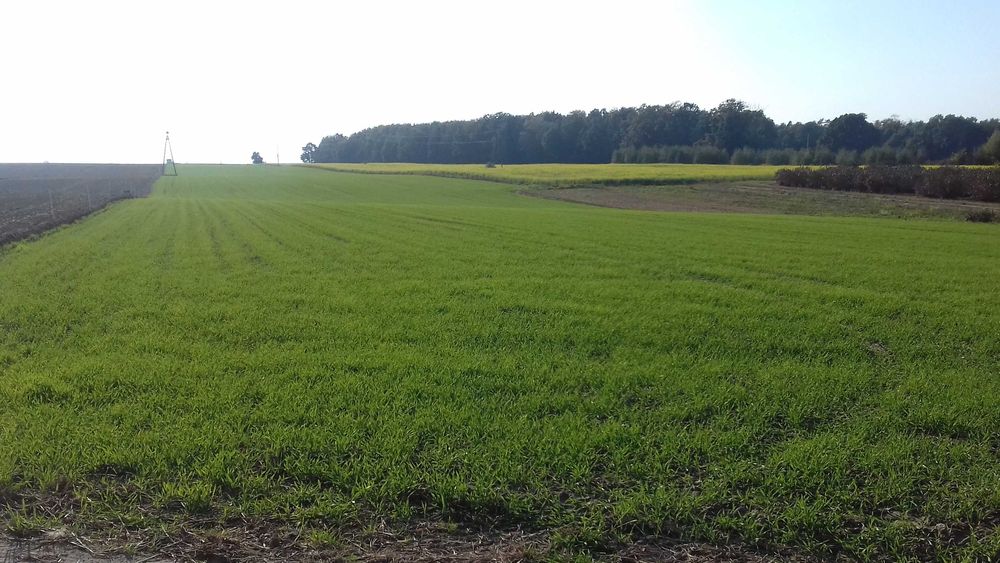 Sprzedam działkę budowlaną Kaleń / Rawa Mazowiecka