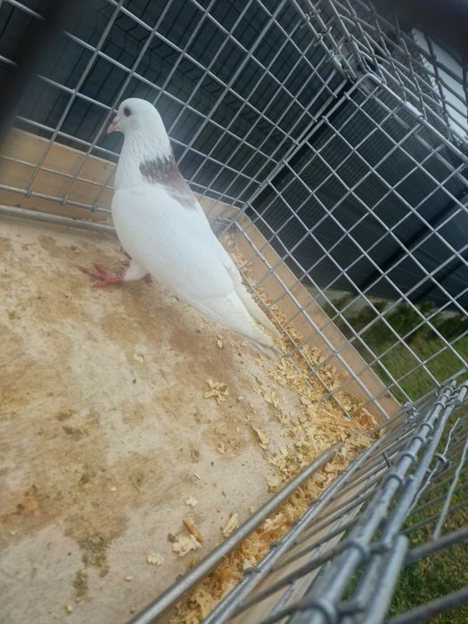 Grzywacz Samiec Zapraszam