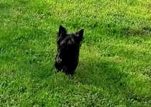 Yorkshire terrier piesek black