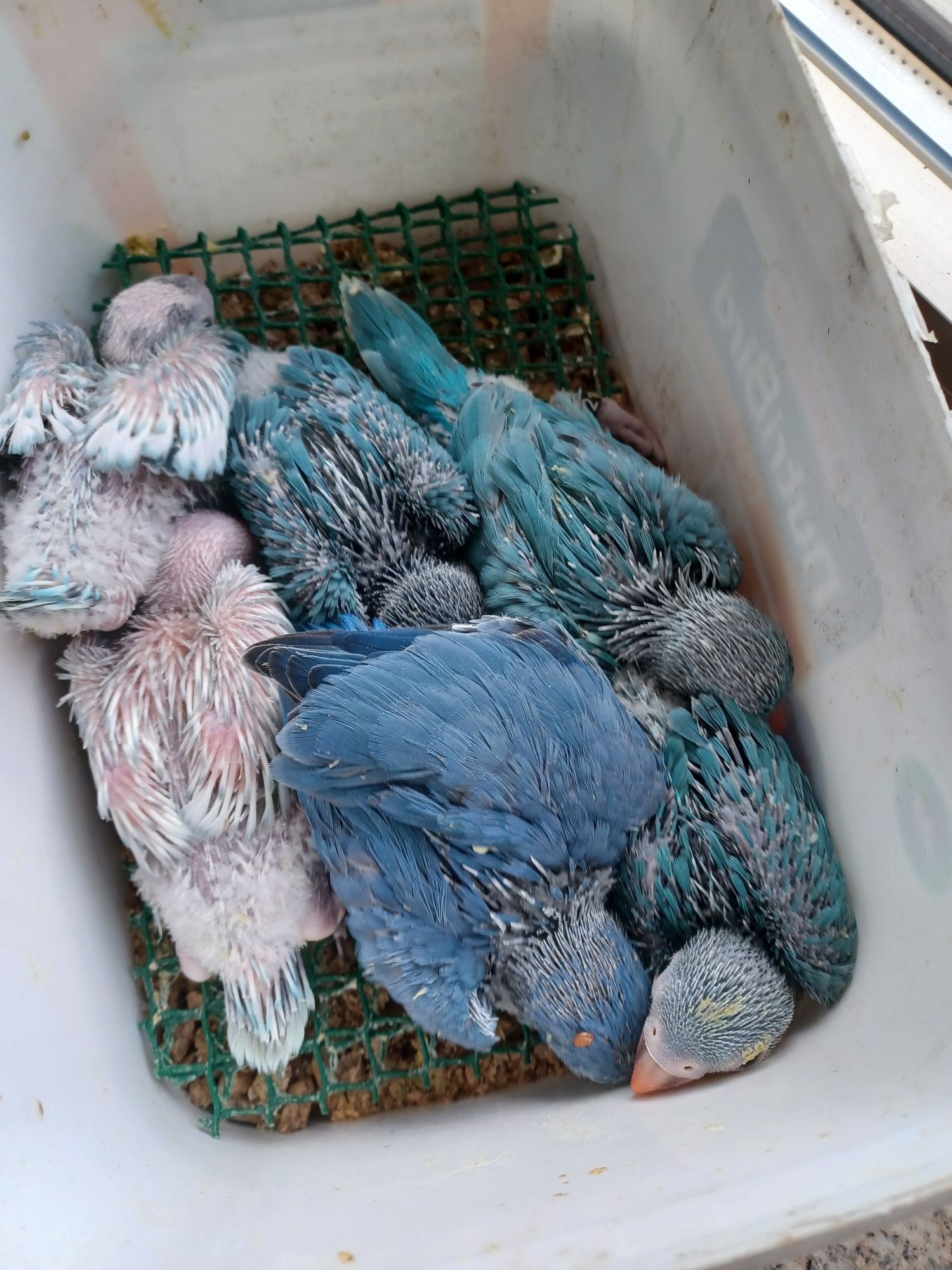 Aves domesticadas.