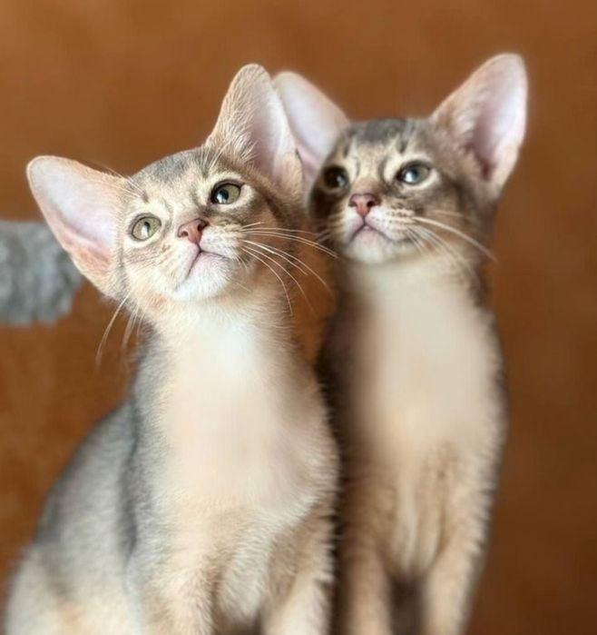 Абіссінськи котята абісінци котики Абиссинцы