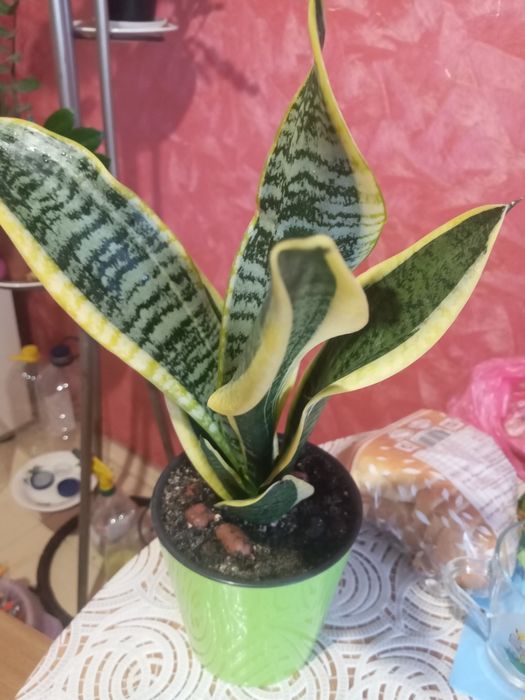 Продам сансевієрію з жовтою полоскою