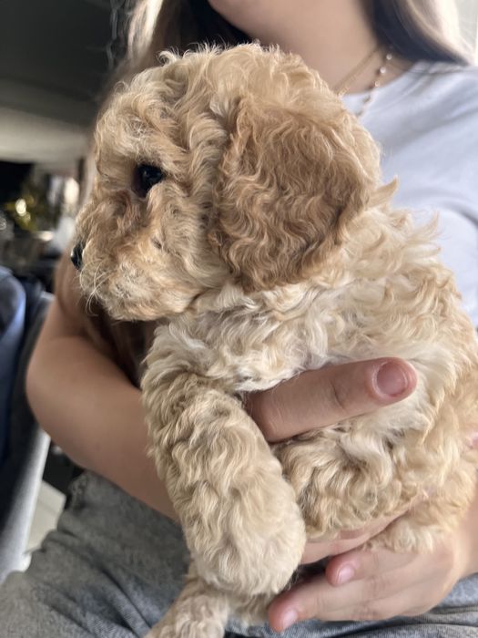 Maltipoo f1b poesek mocny skręt krótkie nóżki